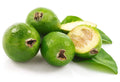 Pineapple Guava Live Plant S642