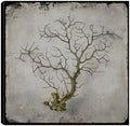 Canvas Art V13844