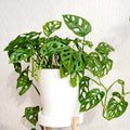 2 Live Plants in A Pot Z466