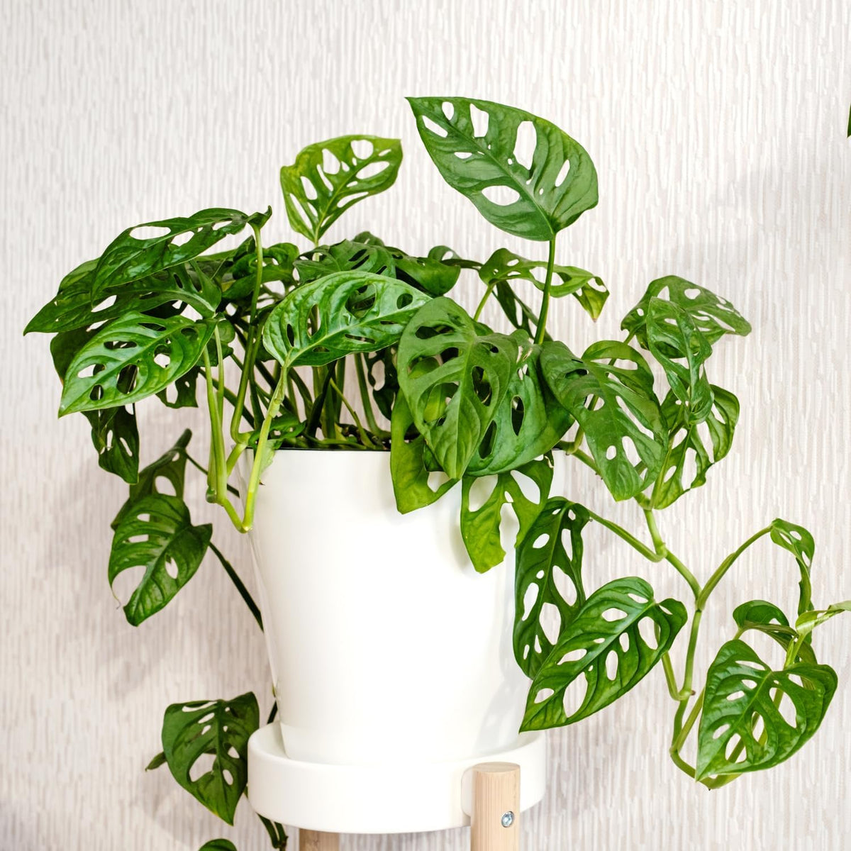 2 Live Plants in A Pot Z466