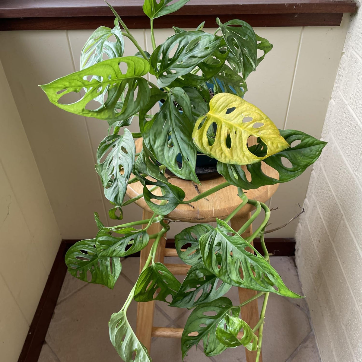2 Live Plants in A Pot Z466