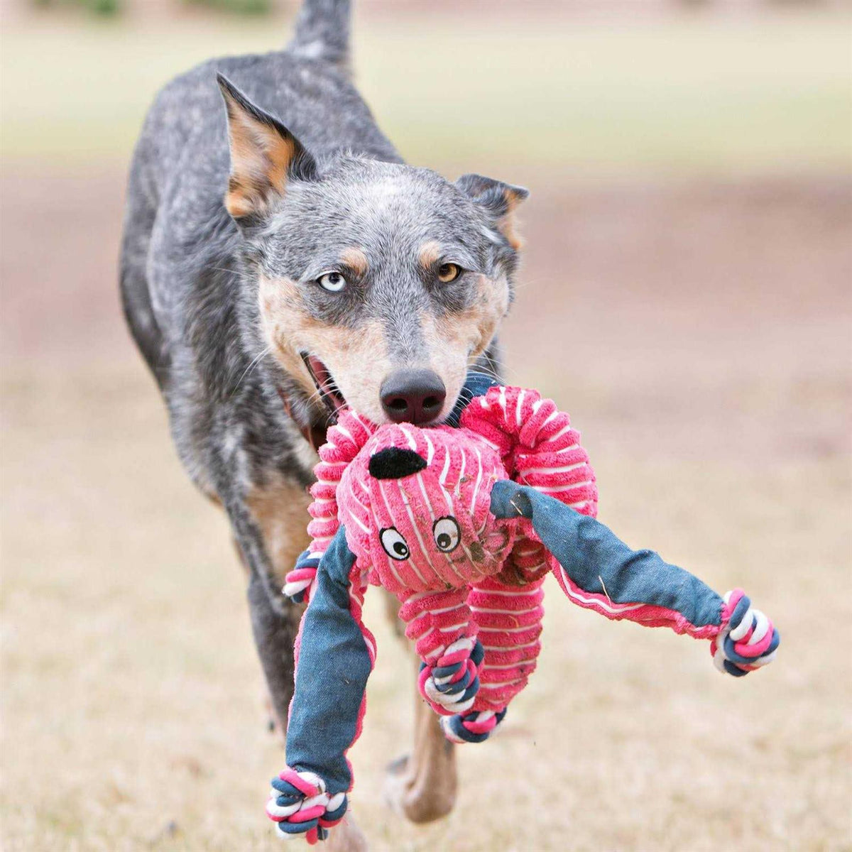 Bunny Dog Toy W71741