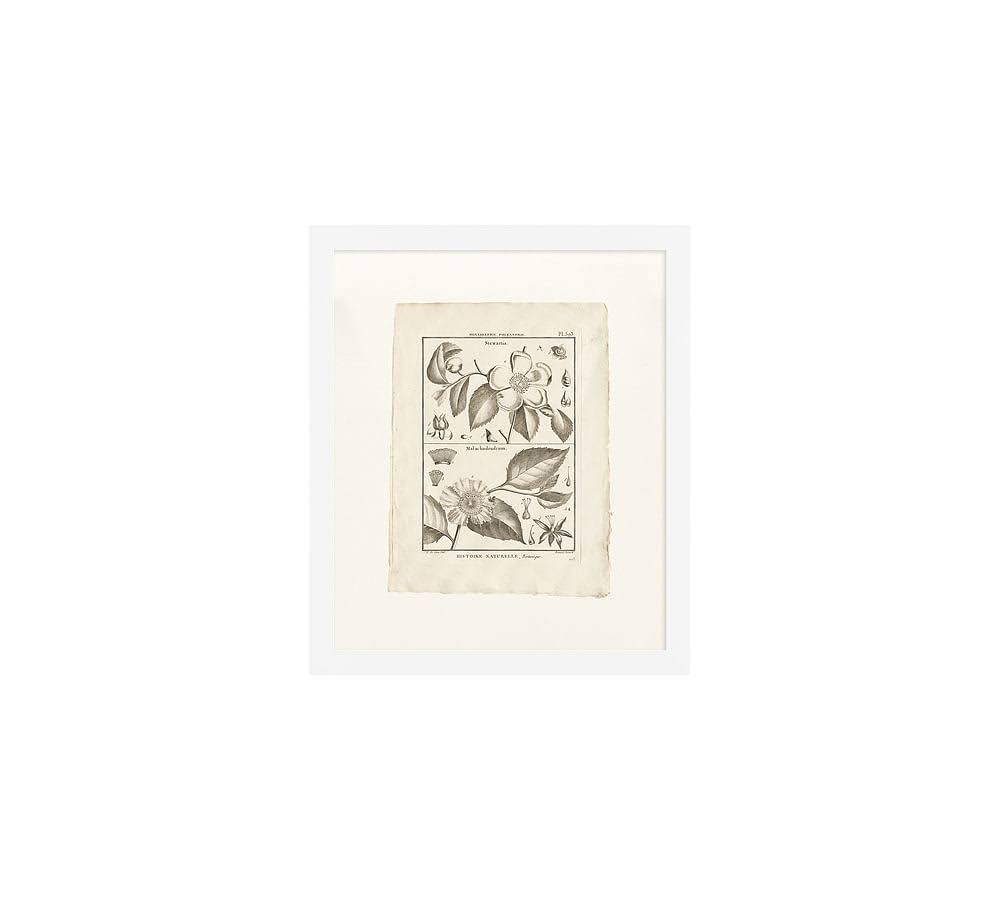 Botanical Plate 11 x 13 B105921