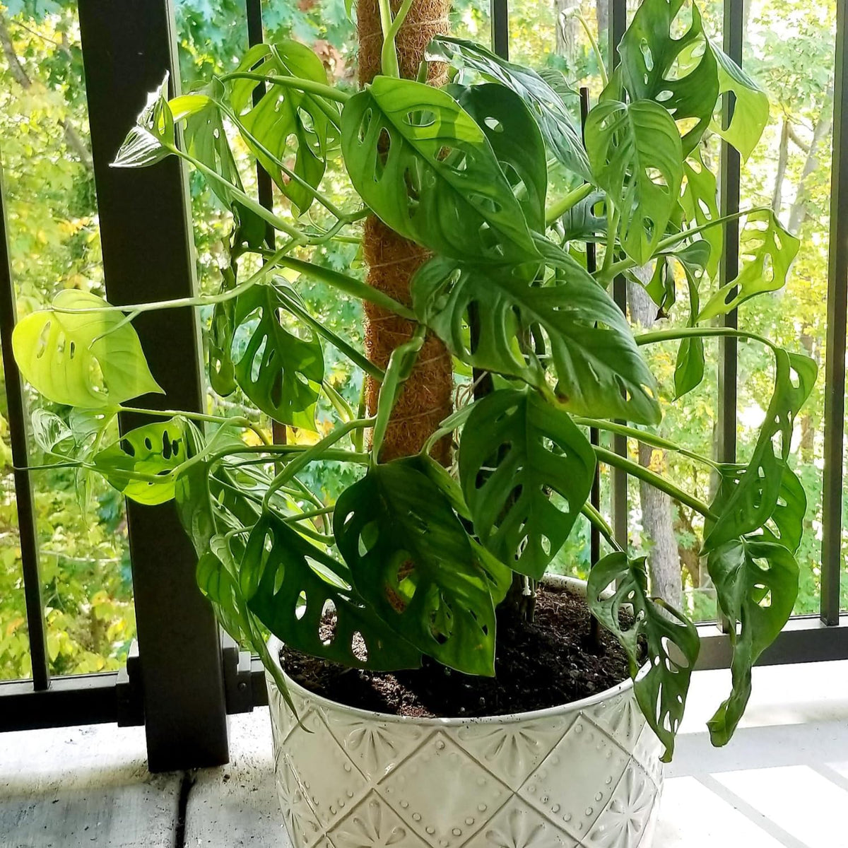 2 Live Plants in A Pot Z466