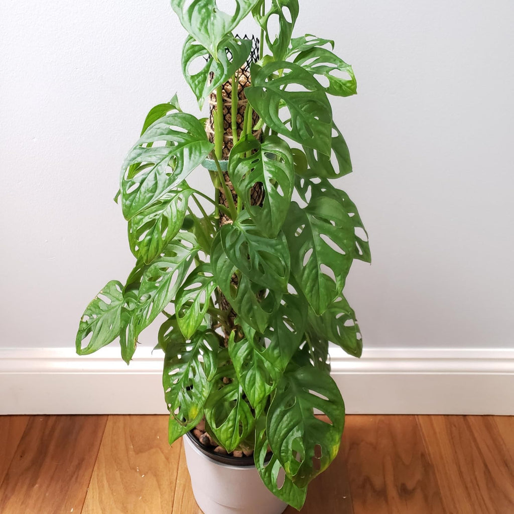 2 Live Plants in A Pot Z466