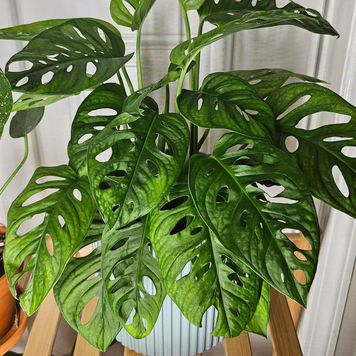 2 Live Plants in A Pot Z466