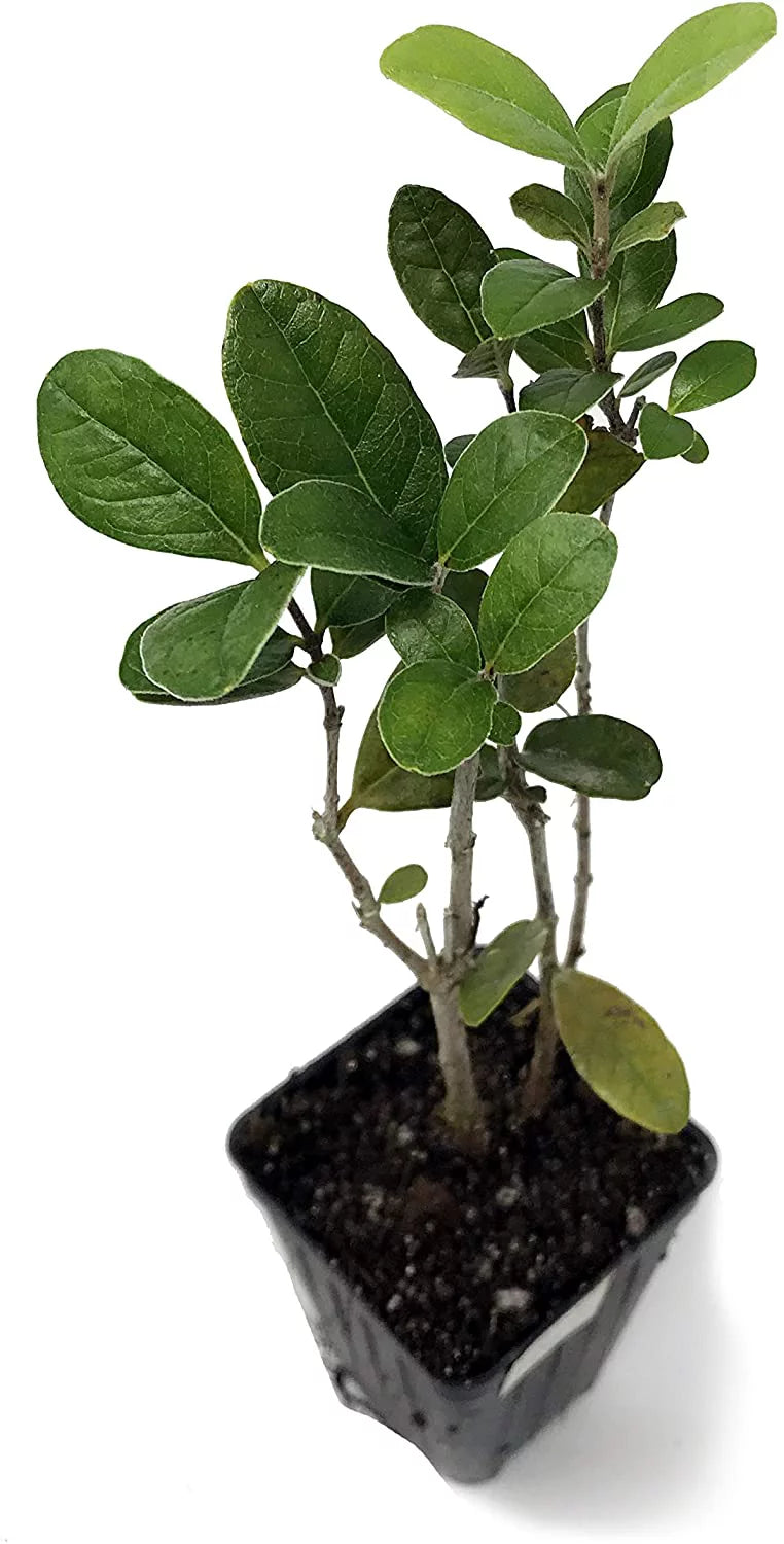 Pineapple Guava Live Plant S642