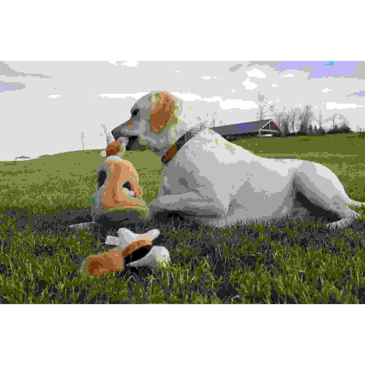 Hide A Squirrel Dog Toy Y2079