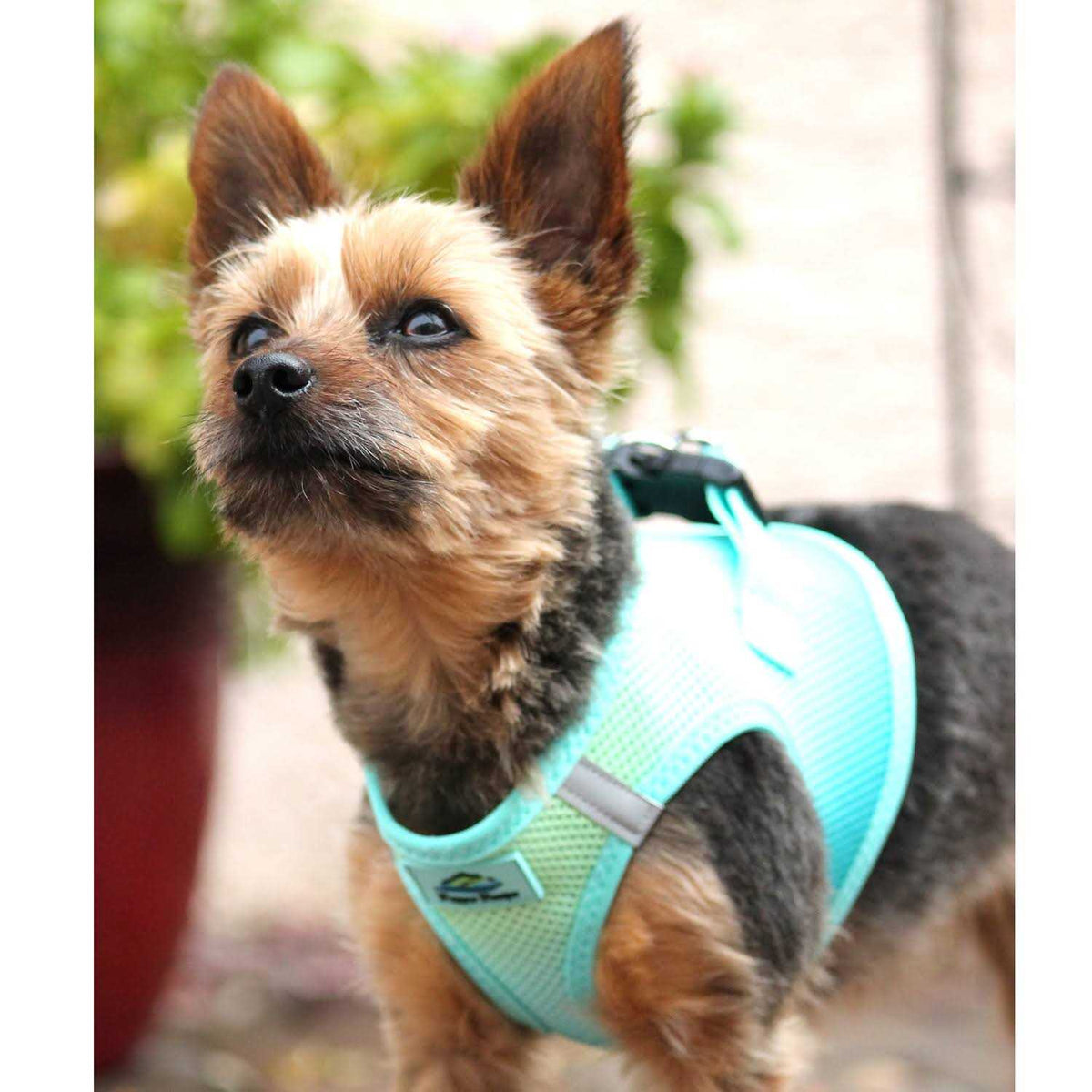 Choke Free Dog Harness F74953
