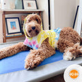 Coolin' Pet Cot Z319